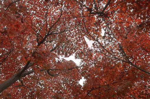 Autumn Colored Maple Trees