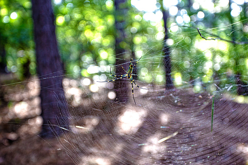 Spider web in an autumn forest, background. copy space.