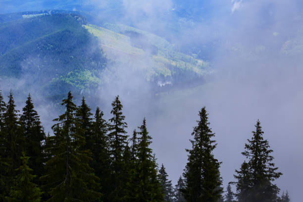 istock green fir forest in misty mountain valley 1591339449