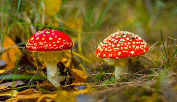 istock closeup red flyagaric mushroom in forest, autumn natural background 1591343138