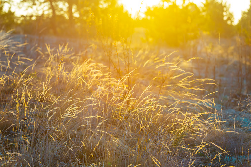 closeup prairie grass in light of evening sun, summer natural sunset background