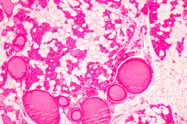 istock Trachea, Thymus, Parathyroid gland and Tonsil  human under the microscope for education in the laboratory. 1591350152