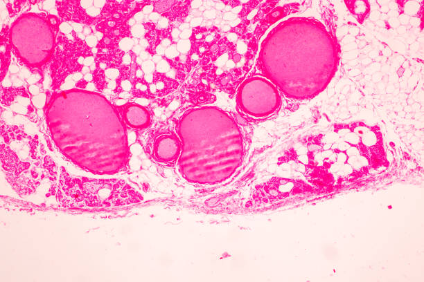 istock Trachea, Thymus, Parathyroid gland and Tonsil  human under the microscope for education in the laboratory. 1591350171