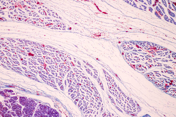 istock Trachea, Thymus, Parathyroid gland and Tonsil  human under the microscope for education in the laboratory. 1591351174