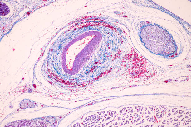istock Trachea, Thymus, Parathyroid gland and Tonsil  human under the microscope for education in the laboratory. 1591351213