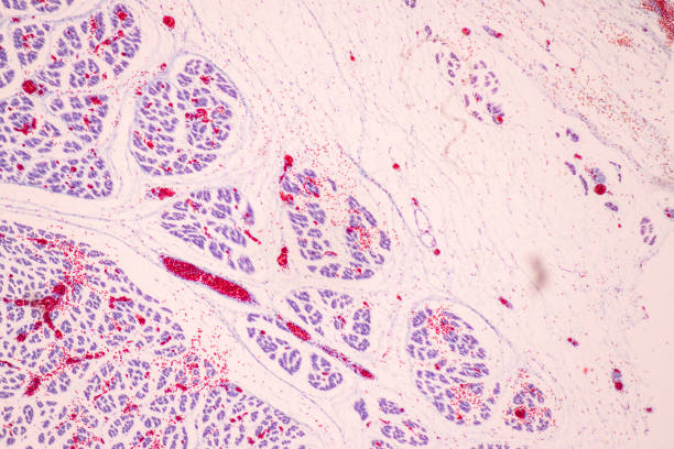istock Trachea, Thymus, Parathyroid gland and Tonsil  human under the microscope for education in the laboratory. 1591351229