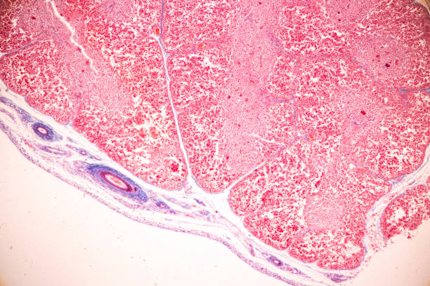 istock Trachea, Thymus, Parathyroid gland and Tonsil  human under the microscope for education in the laboratory. 1591351234