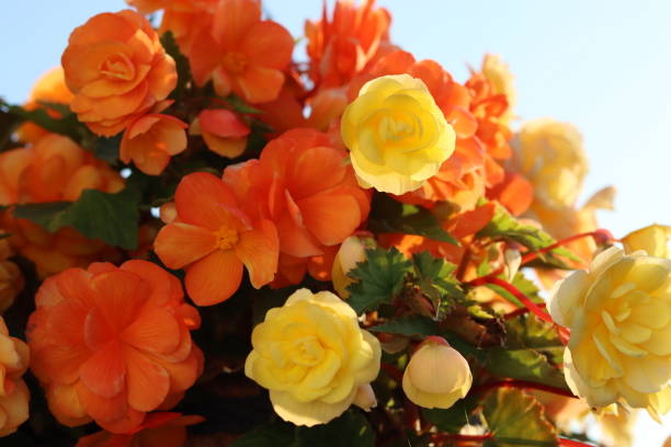 istock Bright orange and yellow trailing begonias 1591367072