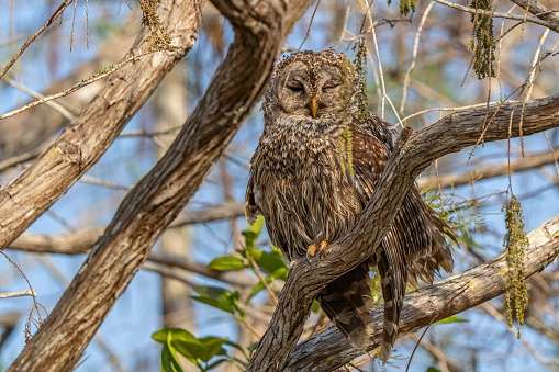 A close-up of an owl perched atop a tree branch, with lush green leaves in the background