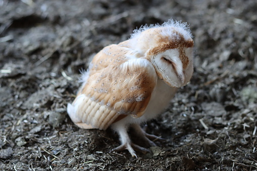 Barn owl chick out of the nest