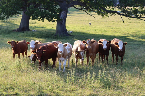 Herd of brown and white cows in a meadow in evening sunlight