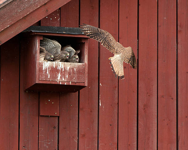 Feed me first The female kestrel arriving to three hungry nestlings in the nest with a vole in her beak. Uppland, Sweden falco tinnunculus stock pictures, royalty-free photos & images