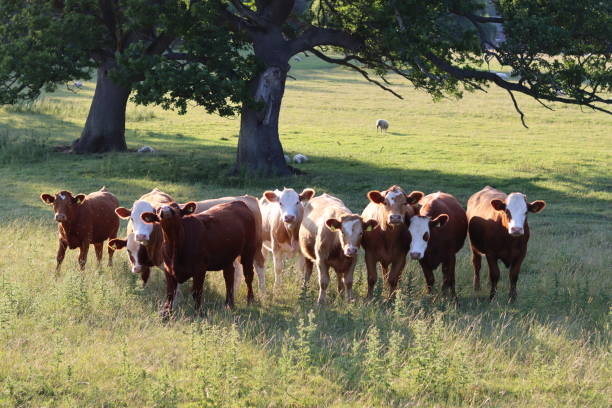 istock Herd of brown and white cows in a meadow in evening sunlight 1591374337
