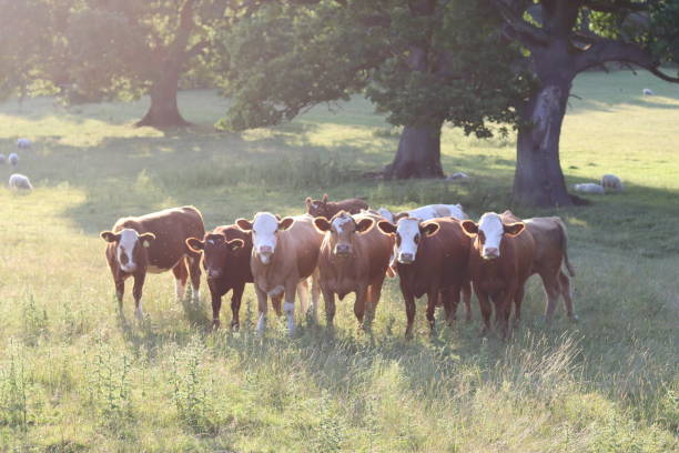 istock Herd of brown and white cows in a meadow in evening sunlight 1591375421