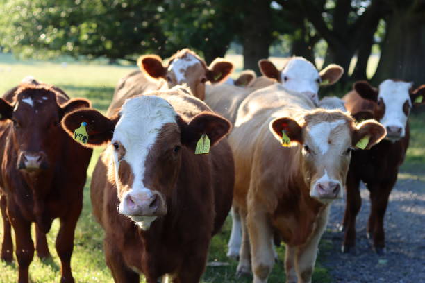 istock Herd of brown and white cows in a meadow in evening sunlight 1591376576