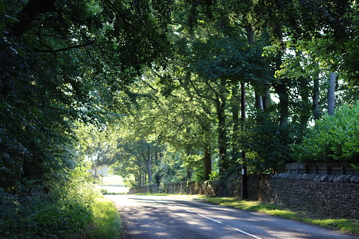 Light at the end of a countryside road surrounded by overhanging trees