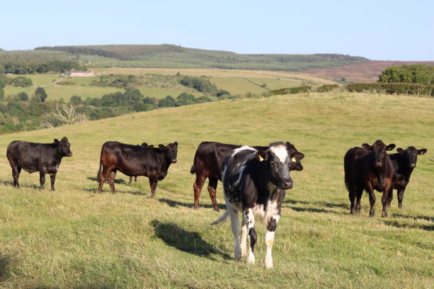 istock Herd of cows in a green field in summer 1591380776