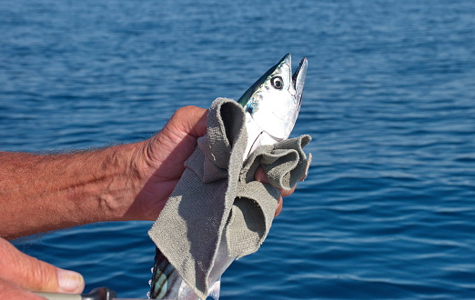 Cropped photo of fisherman's hands holding fish on Adriatic sea