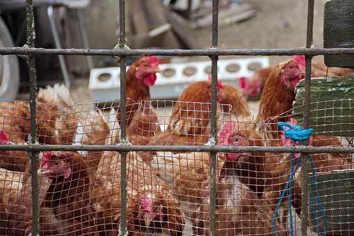 Closeup of chickens on rural farm in Croatia
