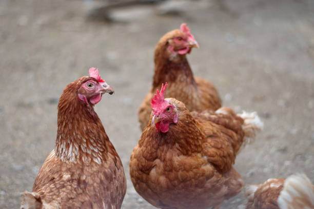 istock Chickens on rural farm 1591385148