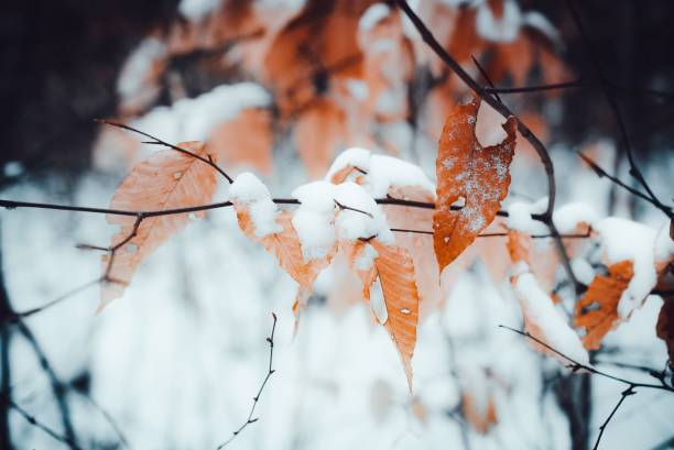 冬の雪に覆われた枝の乾燥した紅葉の接写 - snow leaf branch winter ストックフォトと画像