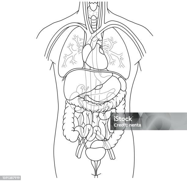 Illustration Showing The Placement Of The Main Internal Organs Of The ... Biology Diagrams