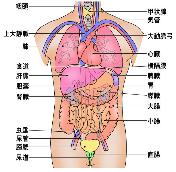 人体の主要な内臓の配置を示す図人体の主要な内臓の配置を示す図 - anatomical model点のイラスト素材／クリップアート素材／マンガ素材／アイコン素材