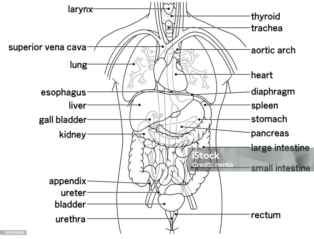 Illustration Showing The Placement Of The Main Internal Organs Of The ... Biology Diagrams