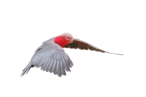 Beautiful Galah Cockatoo flying isolated on white background.