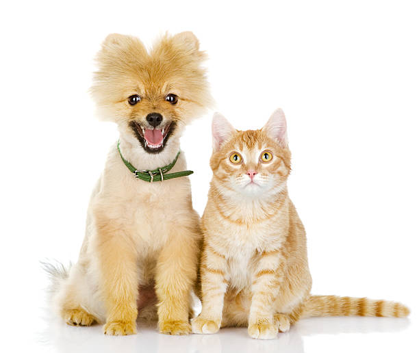 istock cat and dog looking at camera 159140575
