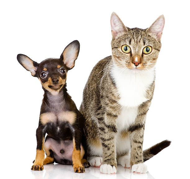 istock dog and cat watchfully look in the camera 159140581