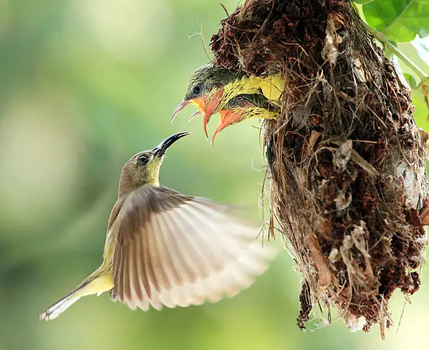 mother bird feeding babies bird in nest during flying