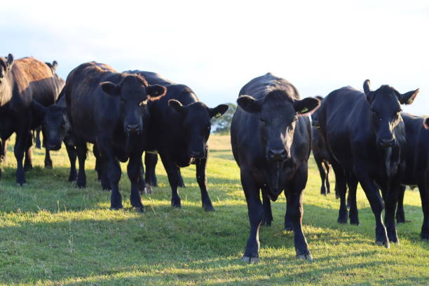 istock Herd of black cows in sunshine in a meadow 1591409451