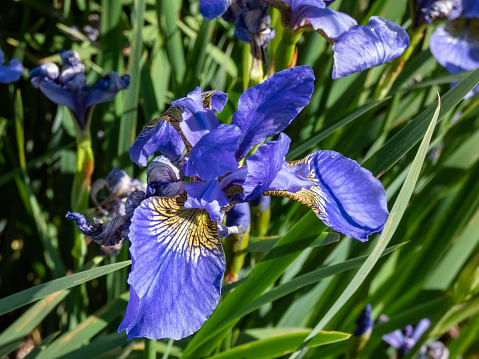 Close-up of the Siberian iris (Iris sibirica) 'My love' with slender sword shaped foliage, tall upright sturdy stems flowering with blue flowers in early Summer