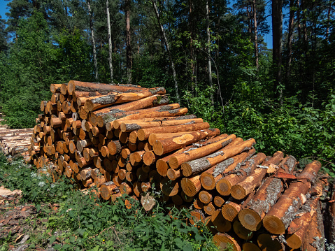 Big pile of cut down tree logs laying on the ground in a ditch in the forest on a sunny day. Stack of wood, firewood in forest. Deforestation concept