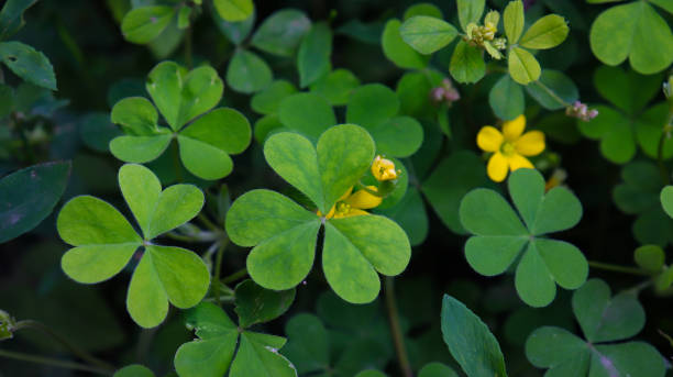 istock close up of clover leaves 1591421920
