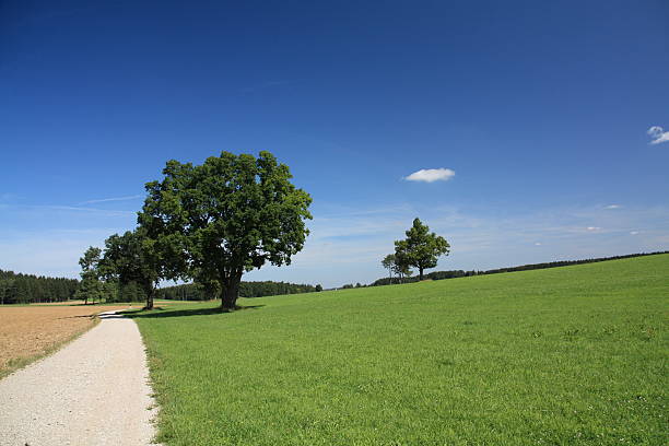 Idyllic rural scenery showing fruit trees, fields and meadows in sunny ambiance at early summer time