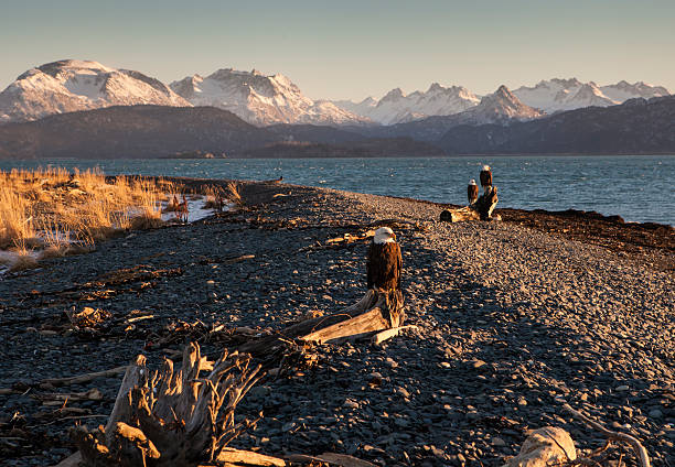 eagles em uma praia do alasca - homer - fotografias e filmes do acervo