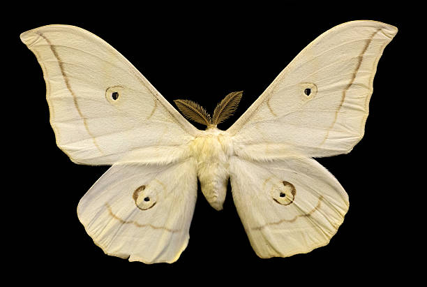 istock light beige butterfly isolated on black 159144968