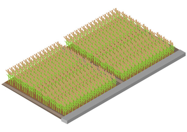 수확 아이소메트릭 근처의 논 - field vertical agriculture crop stock illustrations