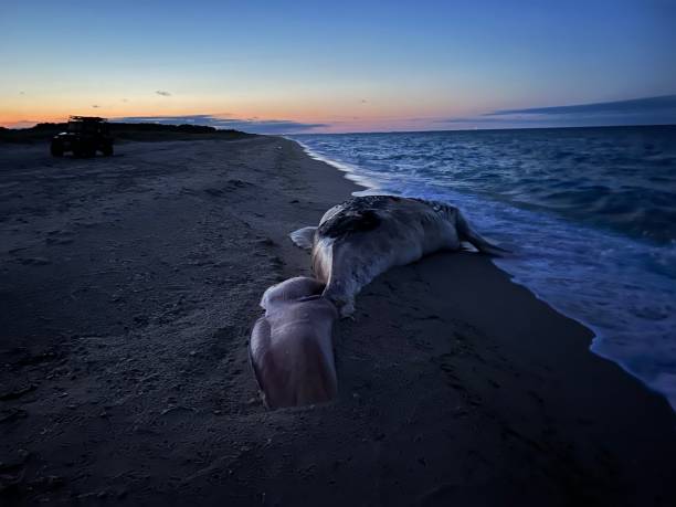 grandes cachalotes mortos na areia de uma praia ao pôr do sol - whale sperm whale beached dead animal - fotografias e filmes do acervo