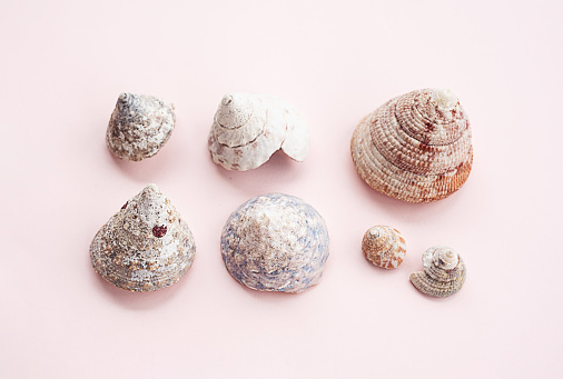 scallop seashell on white sand