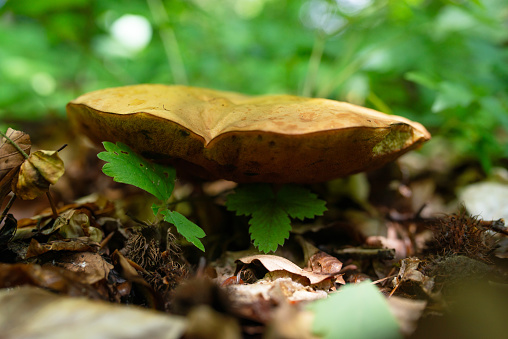 Suillellus luridus mushroom in forest