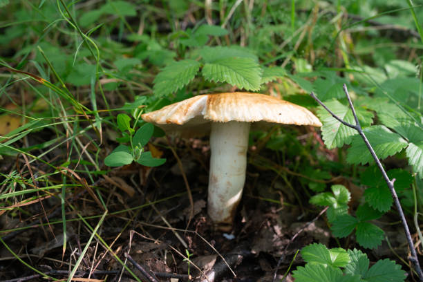 istock Russula foetens mushroom in forest grass 1591467780