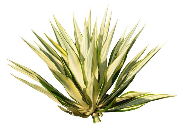 istock The desert exotic plants isolated 1591469409