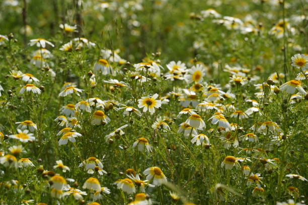 istock Glebionis coronaria, formerly called Chrysanthemum coronarium, It is native to the Mediterranean region 1591469413
