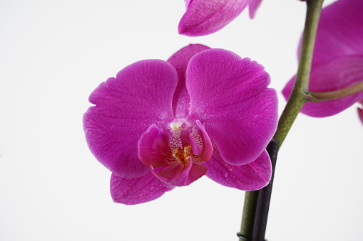 Indoor pink flower Orchid in a pot. Home garden. Room interior decoration.