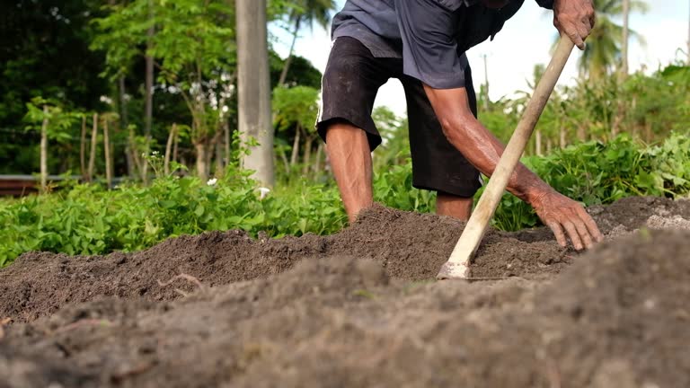 Farmers cultivate the land using hoes on plantations