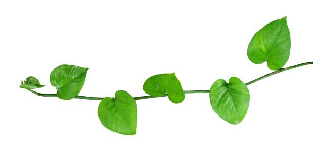 istock young leaves creeper plant isolated 1591480879