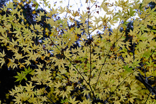 Yellow and green maple leaves in autumn